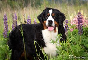 Бернский Зенненхунд щенки от питомника РКФ