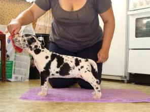 Продаются щенки немецкого дога мраморного, серомраморного и черного окрасов