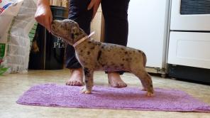 Продаются щенки немецкого дога мраморного, серомраморного и черного окрасов