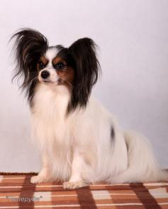 ����� �������� (��������)