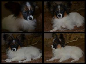 ����� �������� (��������)