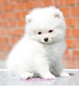 ����� ����� ����� ������������ �����