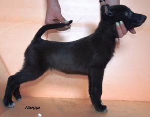 ����� ��������� �������, ������.