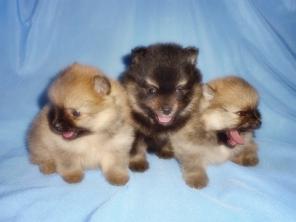 �����  �����