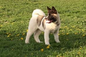 Перспективные щенки Американской Акиты