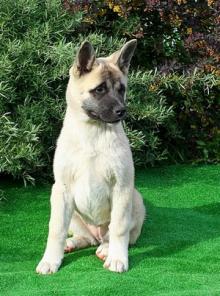 Перспективные щенки Американской Акиты