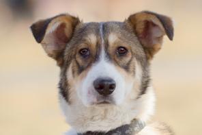 ������� ���� �����