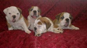 ����� ����������� ��������