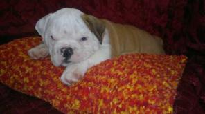 ����� ����������� ��������