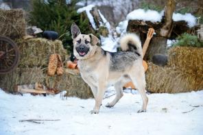 Добродушный Джек ищет хозяина