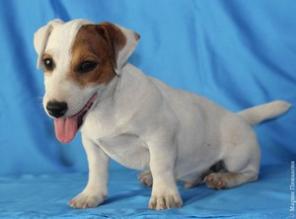 Щенки Джек Рассел Терьера