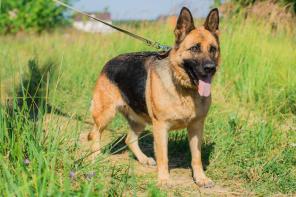 Умная и ласковая немка в добрые руки