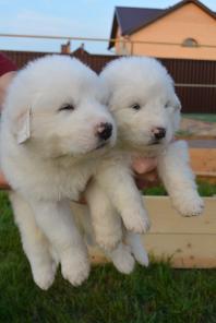 ����� ��������� ��� ����� � ����