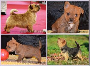 Норвич терьера щенки, окрас рыжий