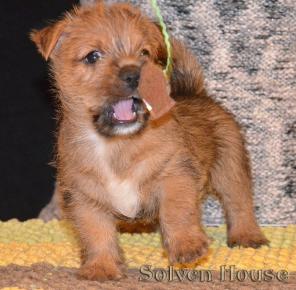 Норвич терьера щенки, окрас рыжий