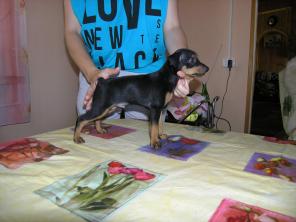 ����� ������������ �� ����-�������� ����