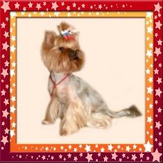 Стрижки маленьких собачек. Услуги грумера.