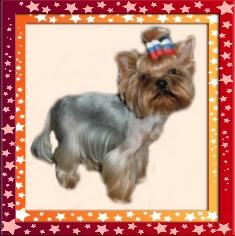 Стрижки маленьких собачек. Услуги грумера.