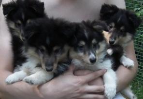 Шелти щенков продаю
