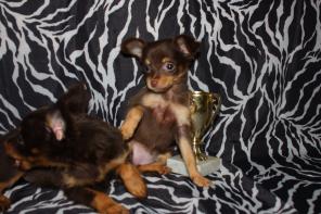 Красивая длинношерстная мини девочка