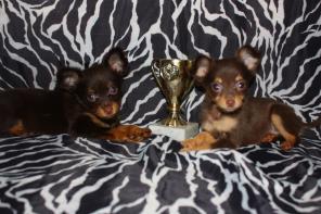 Красивая длинношерстная мини девочка