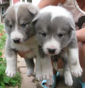 ����� �������-��������� �����