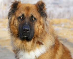 �����, ������� ������������� ������ ���������� ������� � ���.