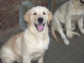 ���������� �������� ������������� ����� - �������