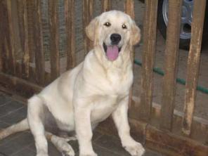 ���������� �������� ������������� ����� - �������