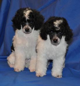 ������ ������ ����-������� �������