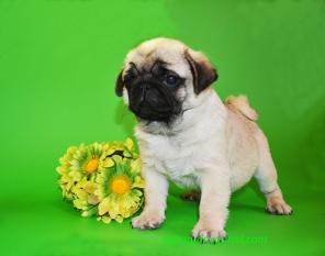 ���� ����� �������� ������