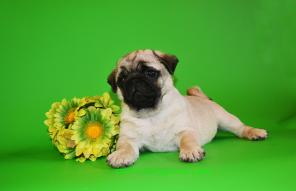 ���� ����� �������� ������