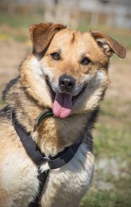 Собачка для души в дар