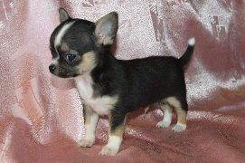 ����� �����-���