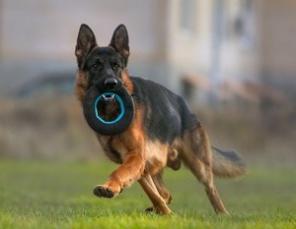 ������� ����� �������� �������