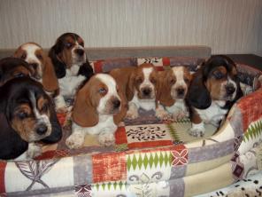 ������� ������ ��������