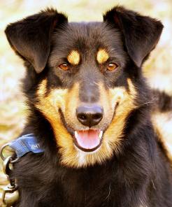 ������� - �������� �����, ����� ��������