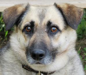 ������ - �������� �������, ��������� �����. ����� ��������