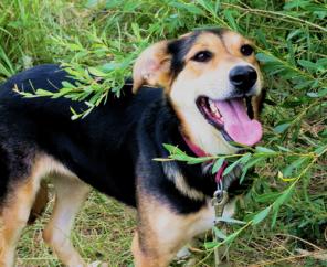 ���� - ����������� (������� - ����� 1.5 ���), ����� ��������������� �� ��������