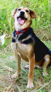 ���� - ����������� (������� - ����� 1.5 ���), ����� ��������������� �� ��������