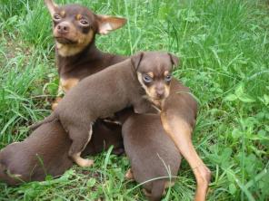 ������ �����, ���-������, ��������: ���������, ������ ������, ���.