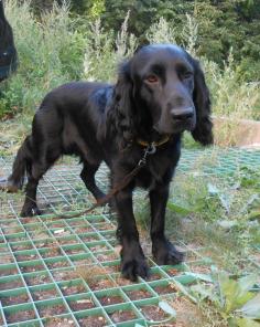 ���, ���������� �����-�������� � ������ ����