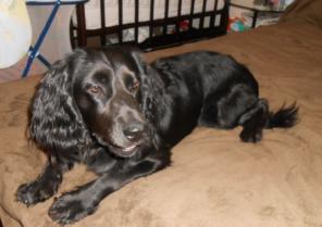 ���, ���������� �����-�������� � ������ ����