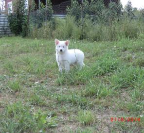 ����� ����� ����������� �������