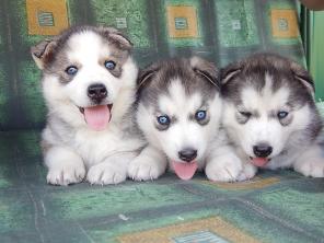 ������ ������ ������ ��������� �����