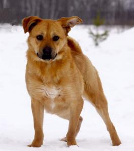 ������ ������ � ������ �����