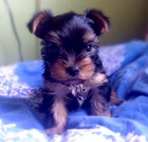 ����������� ������ ������� ��������