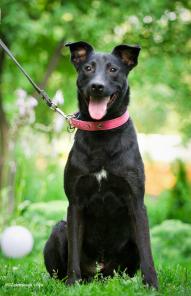 Чудный пес Харви - радость в дом!