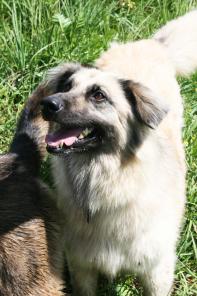 ����������� ������ ���� ���