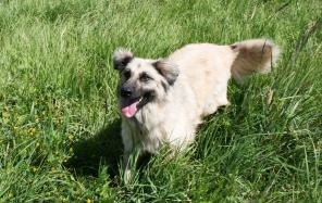 ����������� ������ ���� ���